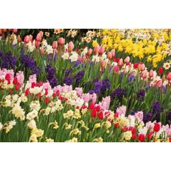Biopon 1kg Nawóz do roślin cebulowych bylin i kłączy kwiatów tulipanów narcyzów