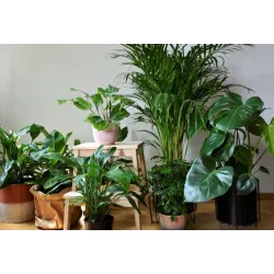 Ekodarpol 0,5l Biohumus do kwiatów zielonych poprawia chłonność podłoża