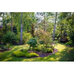 Rolimpex 0,2kg Trawa Nasiona z Iławy Trawnik Uniwersalny Wsiewka do Ogrodowego Trawnika