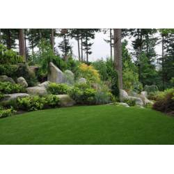 Rolimpex 0,2kg Trawa Nasiona z Iławy Trawnik Uniwersalny Wsiewka do Ogrodowego Trawnika