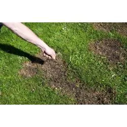 Rolimpex 1 kg Trawa Renowacyjna Nasiona Regeneracja Wsiewka