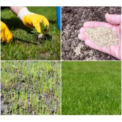 CNW 1 kg Trawa Renowacyjna regeneracja  trawnika dosiewka nasion