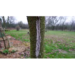 Acrylmed 300 g  Maść ogrodnicza ochronna zabezpiecza drewno i korę