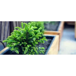 Ekodarpol 2 l HUMUS iglaki sprawdzony nawóz EKO naturalne odżywienie