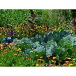 Ekodarpol 2l Humus Up uniwersalny ekologiczny poprawia jakość gleby