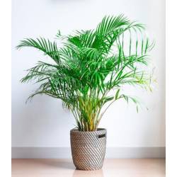 Ekodarpol 1l Biohumus Life do palmy juki draceny właściwy dynamizujący wzrost