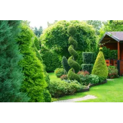 Ampol 2kg Nawóz do iglaków tui o niskiej zawartości chlorków