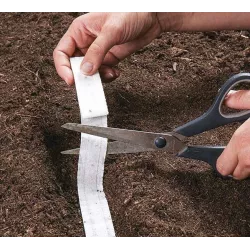 AbezA Pietruszka korzeniowa Halblange Berlińska Nasiona na taśmie 6m późna